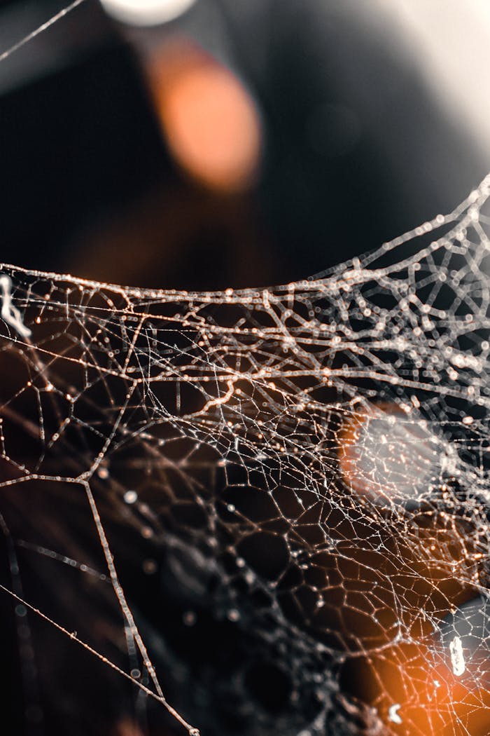 Stunning macro shot of a spider web in Jamshedpur, India, showcasing intricate details and natural beauty.